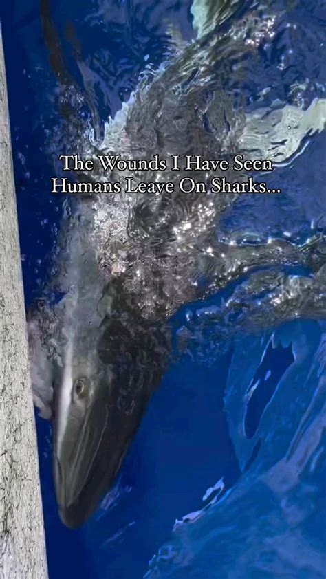 Scary Animals In The Ocean