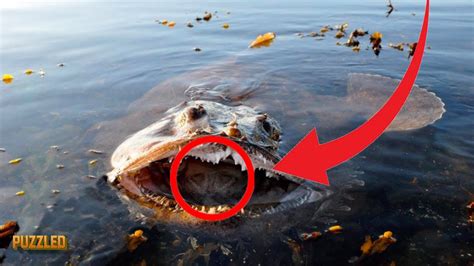 Scary Atlantic Ocean Animals