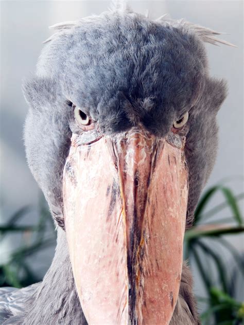 Scary Bird Images
