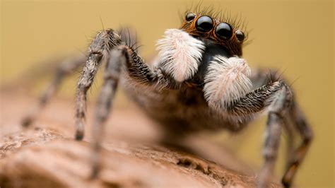 Scary Biting Pictures Of Spiders