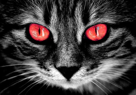Scary Cat Eyes