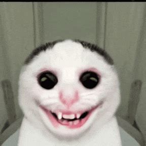 Scary Cat Gif