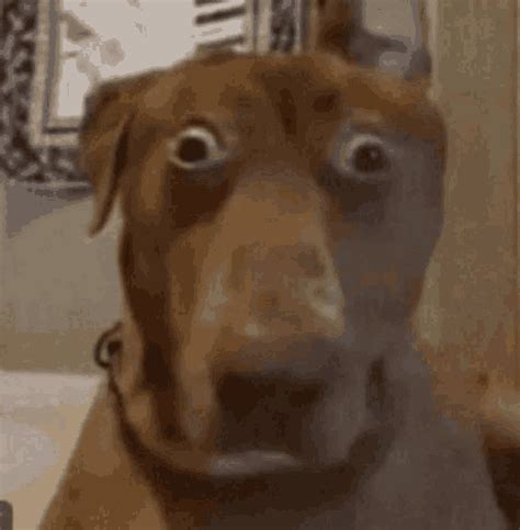 Scary Dog Meme