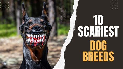 Scary Dogs