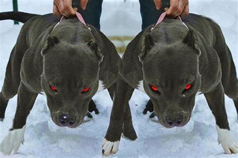 Scary Dogs At Night