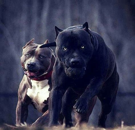 Scary Dogs Black
