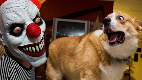 Scary Dogs Funny