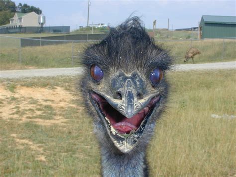 Scary Emu Images