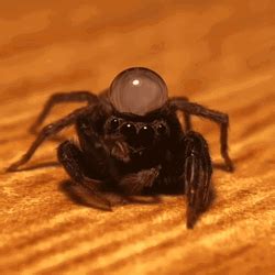 Scary Jumping Spider Gif