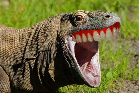 Scary Lizard Images