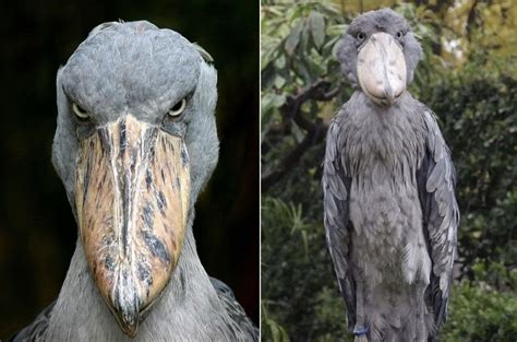 Scary Looking Birds