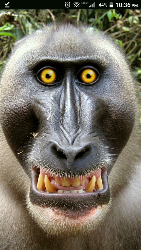 Scary Monkey Images