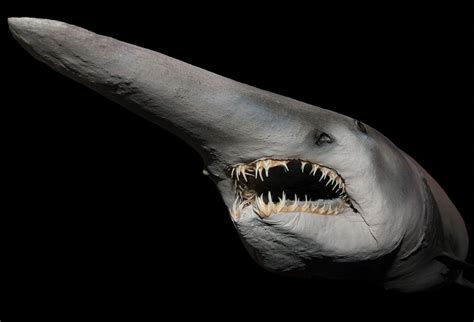Scary Pictures Of Goblin Sharks