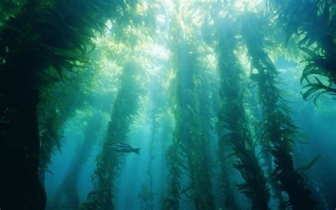 Scary Pictures Of Seaweed