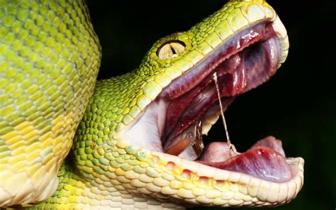 Scary Snake Images