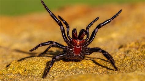 Scary Spider Images