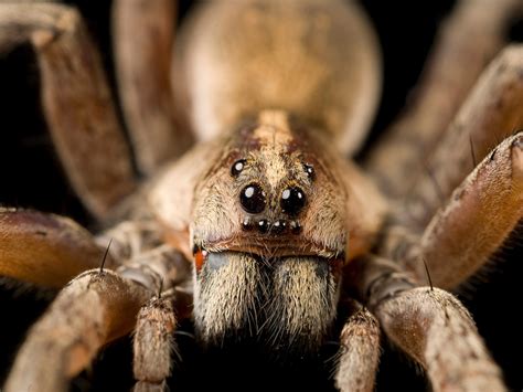Scary Spiders