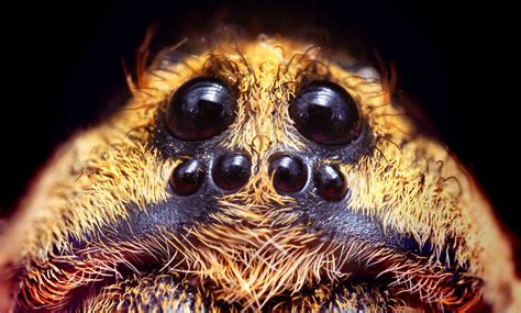 Scary Spiders Eyes