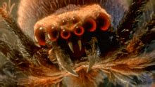Scary Spiders Gif