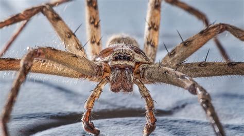 Scary Spiders In Australia