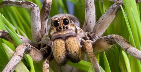 Scary Spiders Real