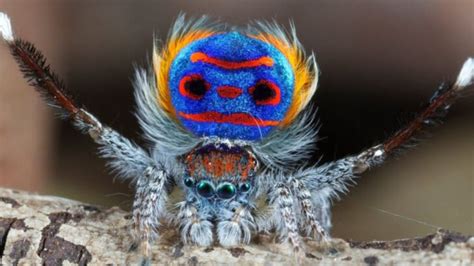 Scary Spiders That Are Harmless