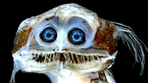 Scary Weird Ocean Animals