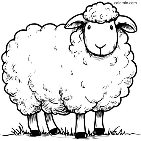 Schaap Kleurplaat