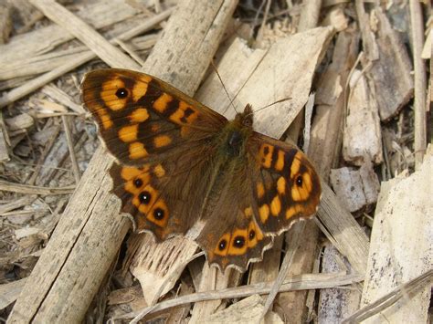 Schmetterling