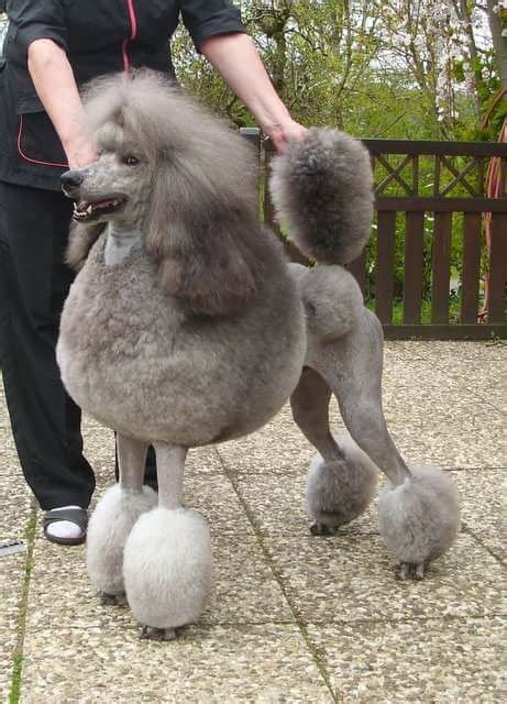 Schwarzer Pudel Wird Grau: Understanding And Dealing With Premature
Greying In Poodles