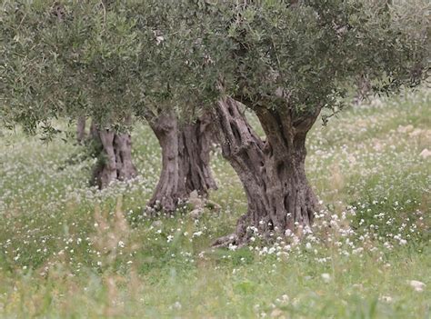 Sciacca Olive Grove Horseback Ride: Honest Review