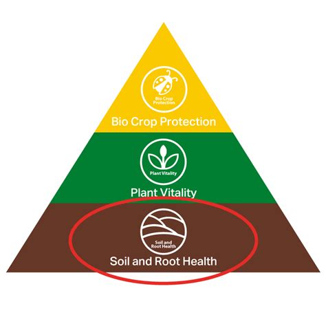 Scientific Foundations: Why Root Health Dictates Canopy Yield
