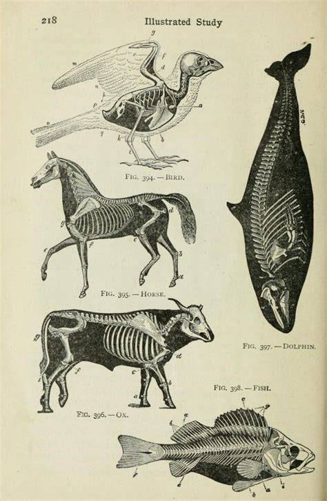 Scientific Illustration Animals