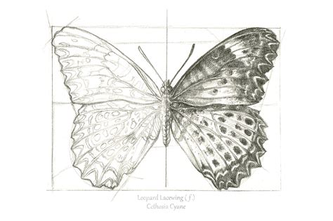 Scientific Illustration Butterfly