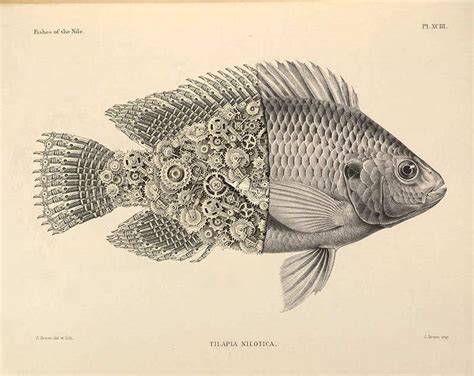 Examples of Scientific Illustrations
