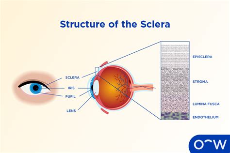 Sclera Anatomy