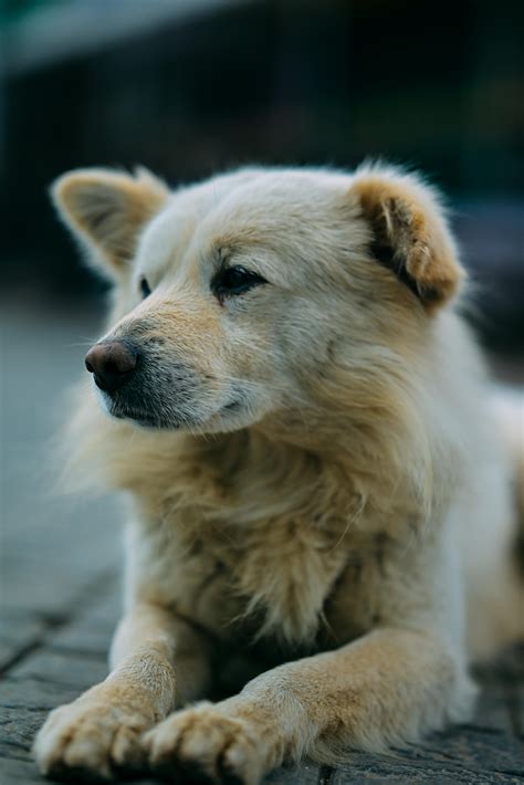 Scratchig Dog Photos For Free Download