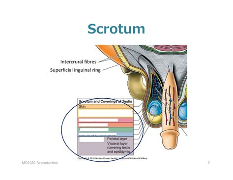 Scrotum & Testicle Issues: What Men Should Know.