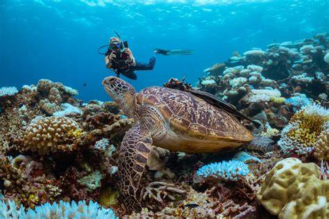 Scuba Diving Worth It
