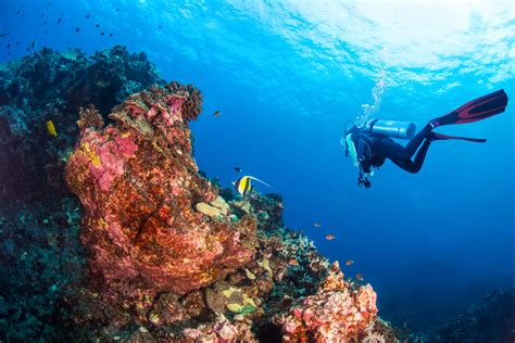 Scuba