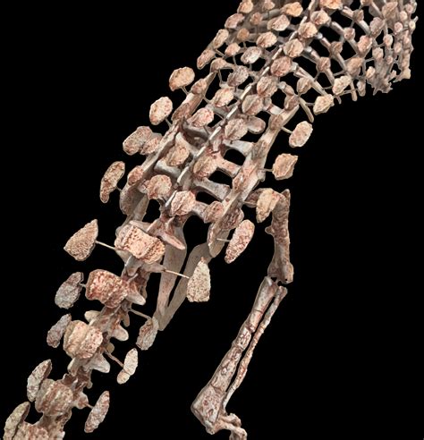 Scutellosaurus Skeleton