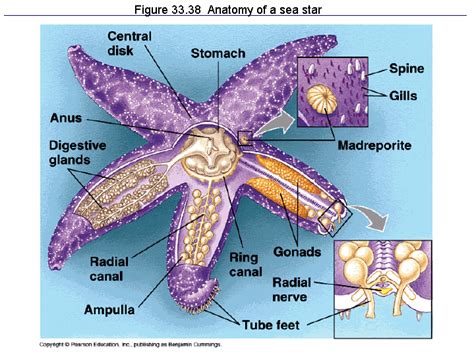External Anatomy Of A Sea Star For Species In The