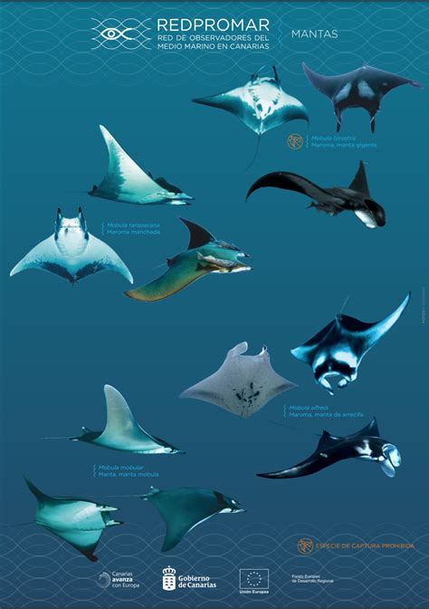 Sea Creatures of Tenerife