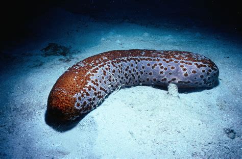 Sea Cucumbers