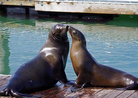 Sea Lion Behavior