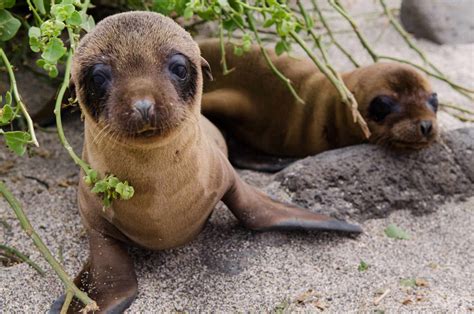 Sea Lion Conservation