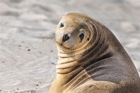Sea Lion Image