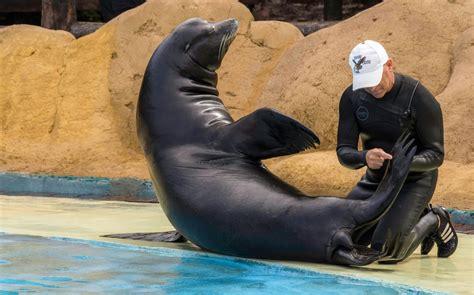 Sea Lion Interaction