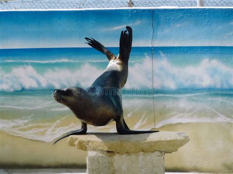 Sea Lion Tricks