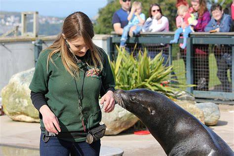 Sea Lion Welfare